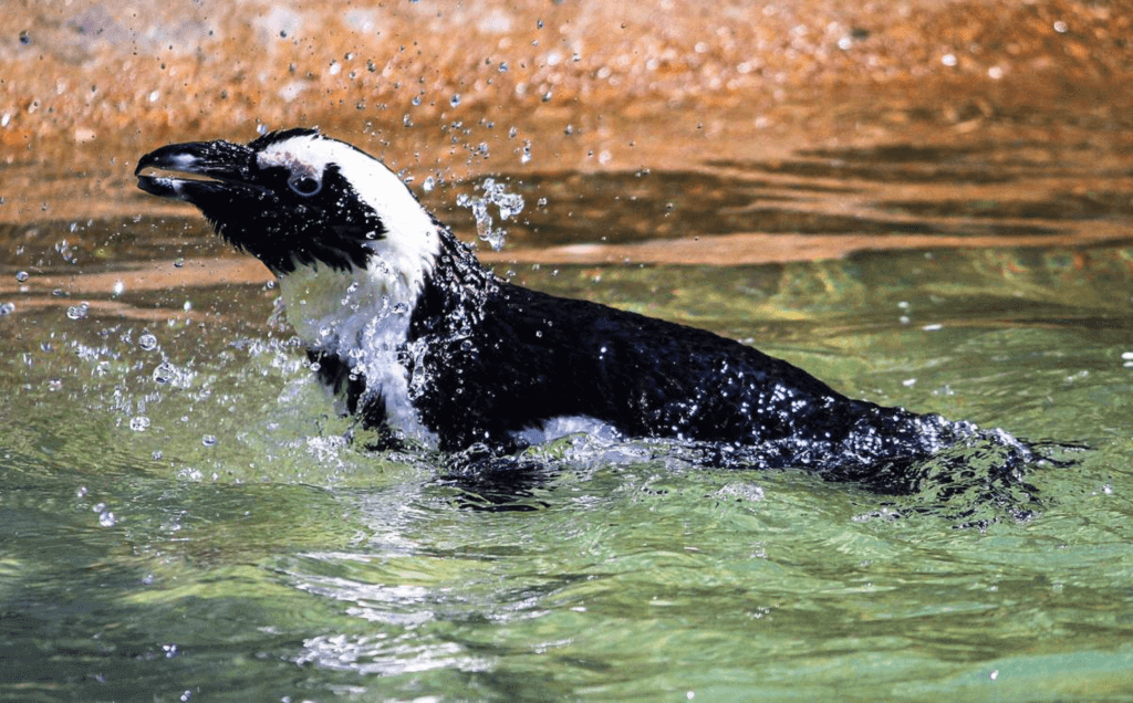 International African Penguin Awareness Day (Saturday, October 12th, 2024)