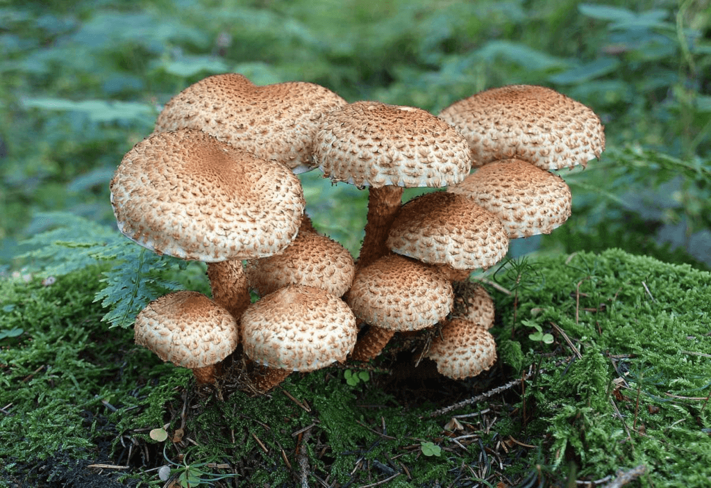 National Mushroom Hunting Day (Friday, May 17th, 2024)