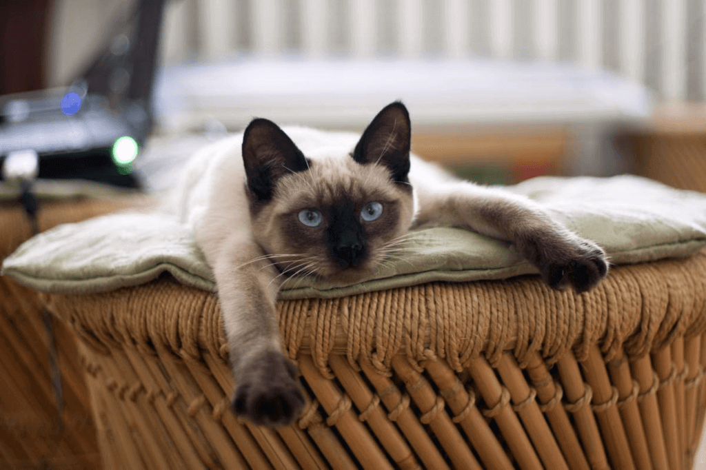 National Siamese Cat Day (Saturday, April 6th, 2024)