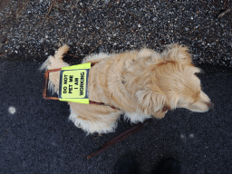 Assistance Dog Day