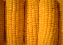 Corn on the Cob Day