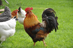 Dance Like a Chicken Day
