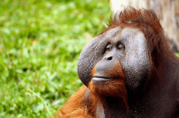 International Orangutan Day
