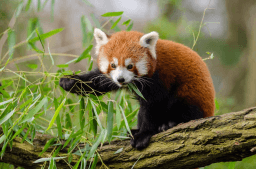International Red Panda Day