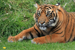 International Tiger Day