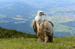 International Vulture Awareness Day