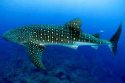 International Whale Shark Day