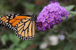 Learn About Butterflies Day