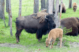 National Bison Day