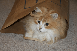 National Brown-Bag-It Day