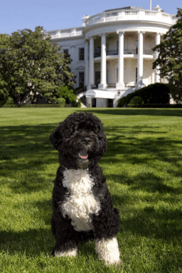 National Dogs in Politics Day