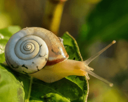 National Escargot Day