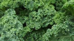 National Kale Day