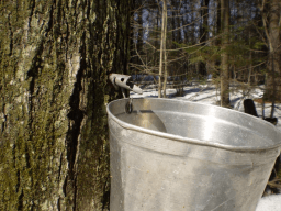 National Maple Syrup Day