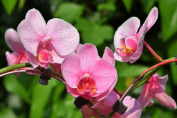 National Orchid Day