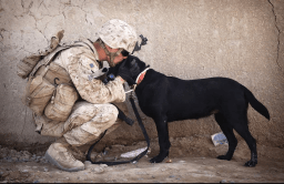 National Pets for Veterans Day