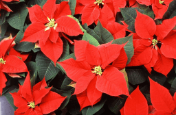 National Poinsettia Day