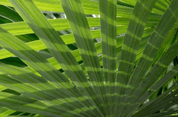 Palm Sunday