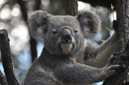 Save the Koala Day