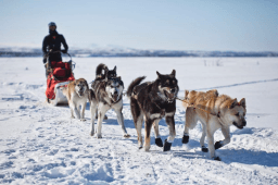 Sled Dog Day