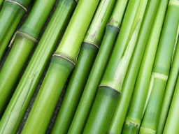 World Bamboo Day