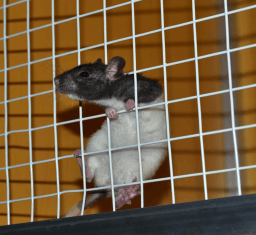 World Day for Laboratory Animals