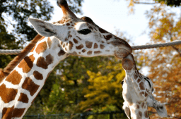 World Giraffe Day