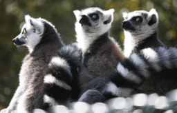 World Lemur Day