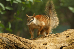 World Numbat Day