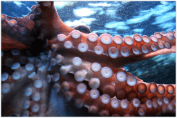 World Octopus Day