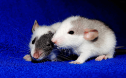 World Rat Day