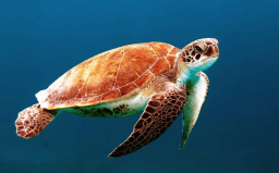 World Sea Turtle Day