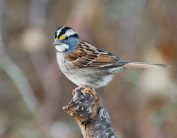 World Sparrow Day